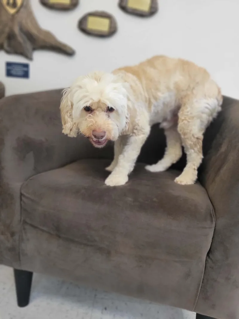 An adult small-sized male Yellow / Tan / Blond / Fawn Cocker Spaniel dog named Buddy for adoption in Chambersburg, PA