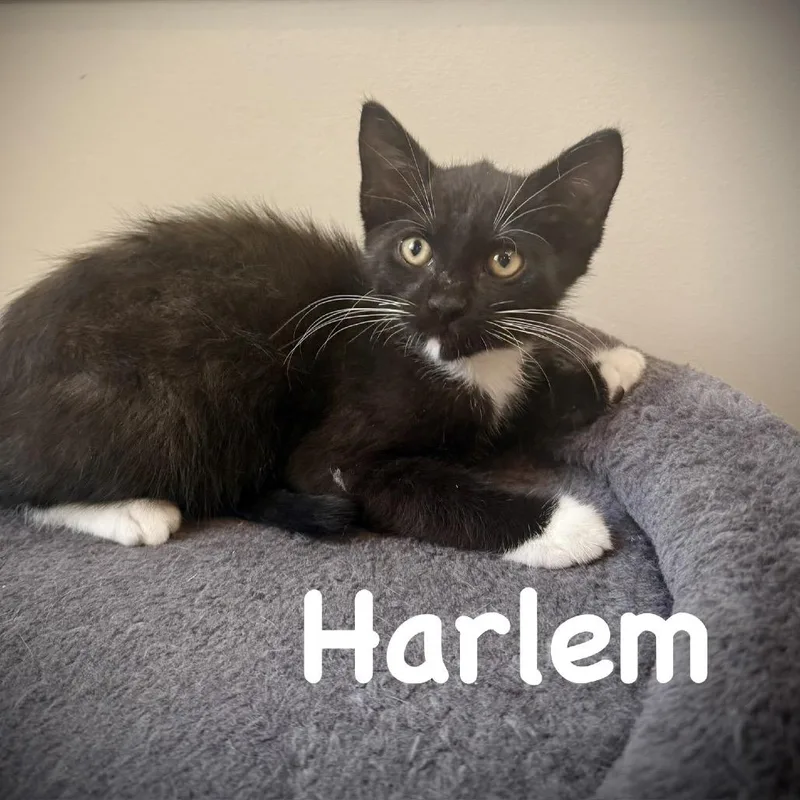 A baby small-sized male Black Domestic Short Hair cat named Harlem for adoption in Sarasota, FL