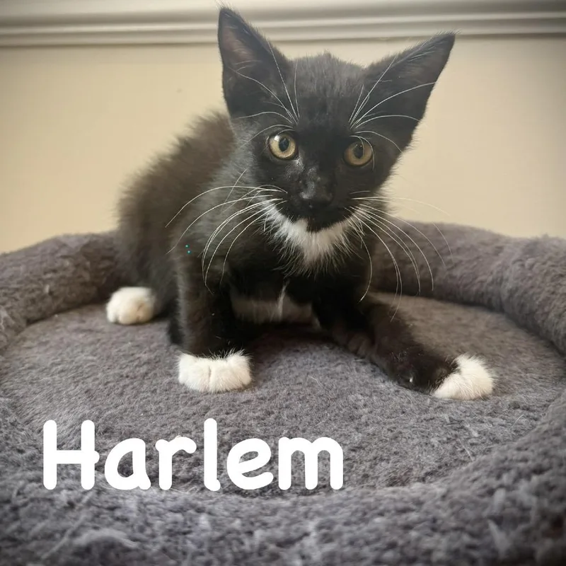 Harlem thumbnail 2