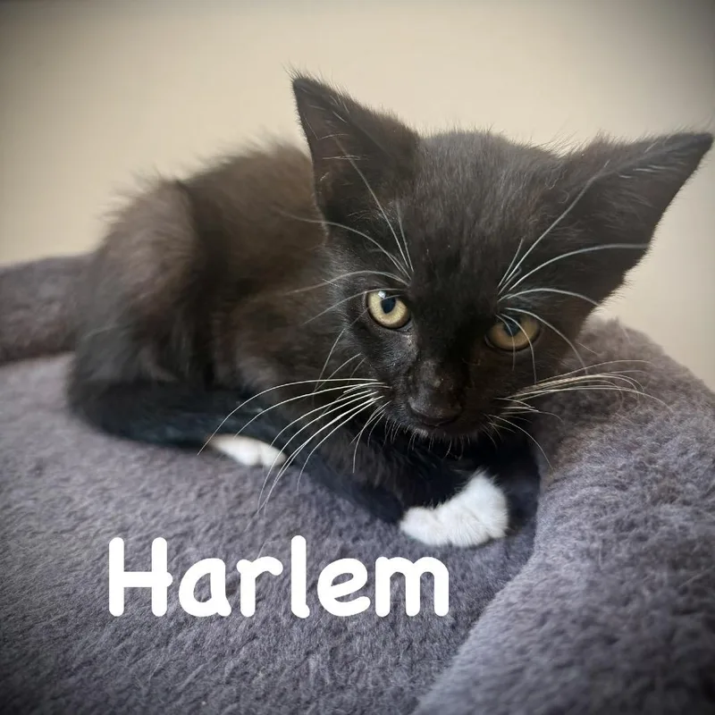 Harlem thumbnail 4