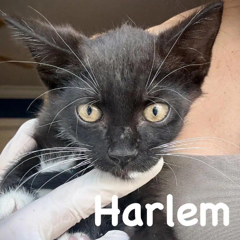 Harlem thumbnail 6