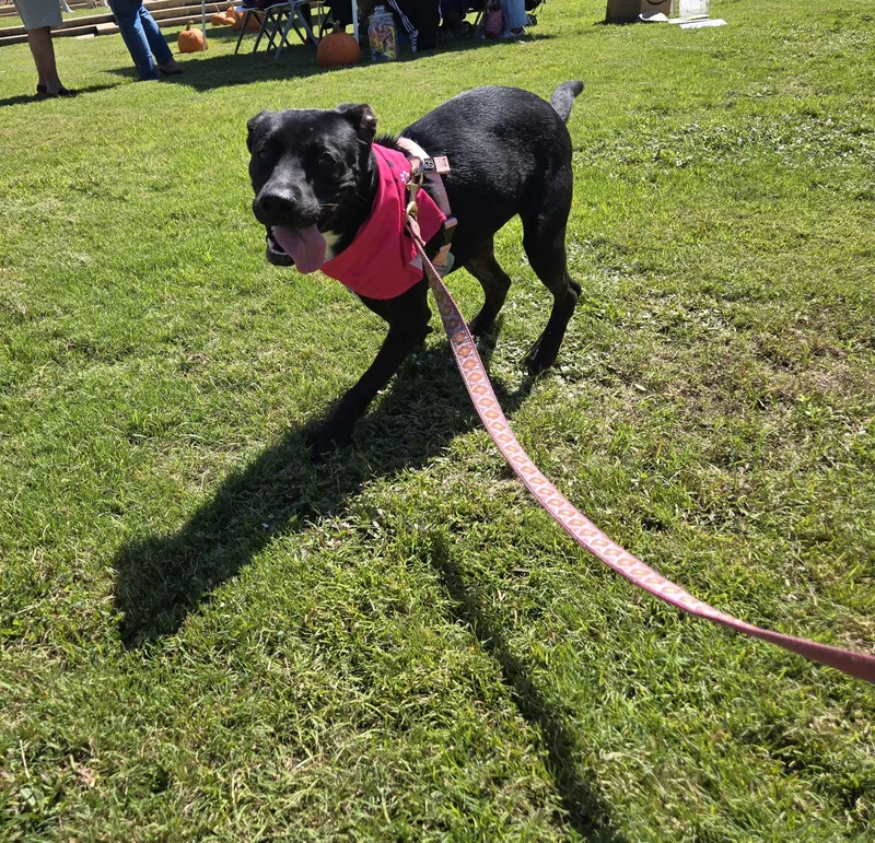 Augustus thumbnail 3