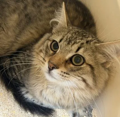 A baby small-sized male Tabby (Buff / Tan / Fawn) Domestic Medium Hair cat named Green Bean for adoption in Dubuque, IA
