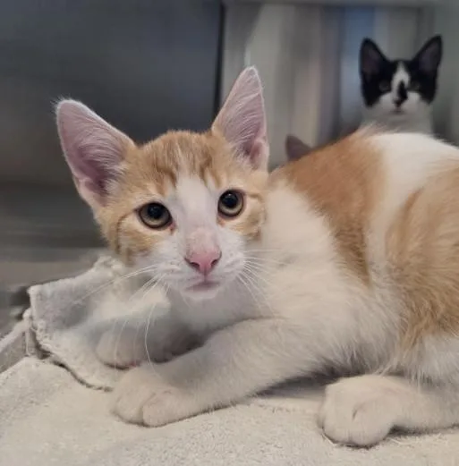 A baby small-sized male Domestic Short Hair cat named Willard for adoption in Brighton, CO