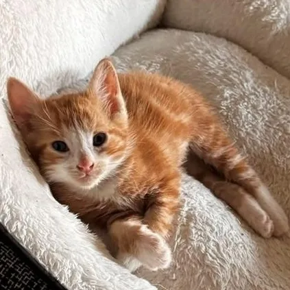A baby small-sized male Orange & White Domestic Short Hair cat named Rafiki for adoption in Milwaukee, WI