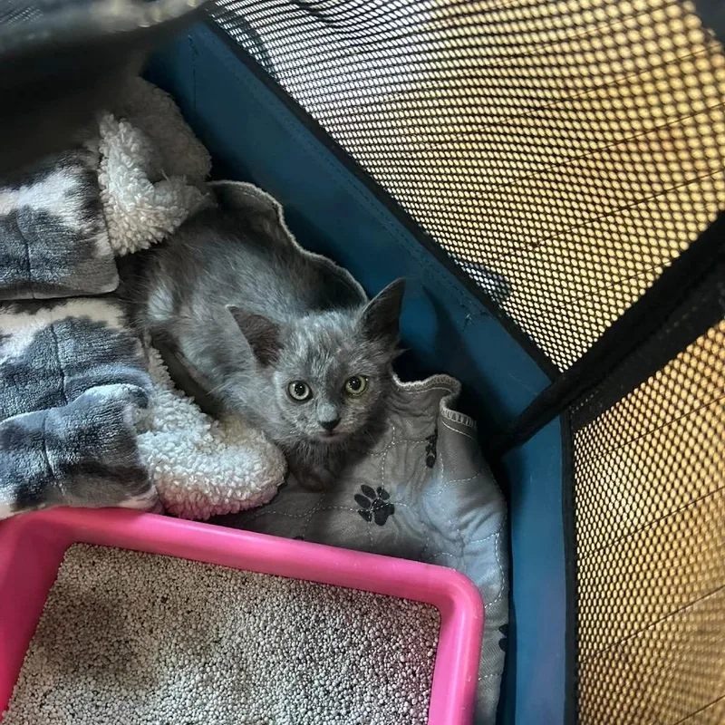 A baby small-sized female Domestic Long Hair cat named Phaedra for adoption in Harrisonburg, VA