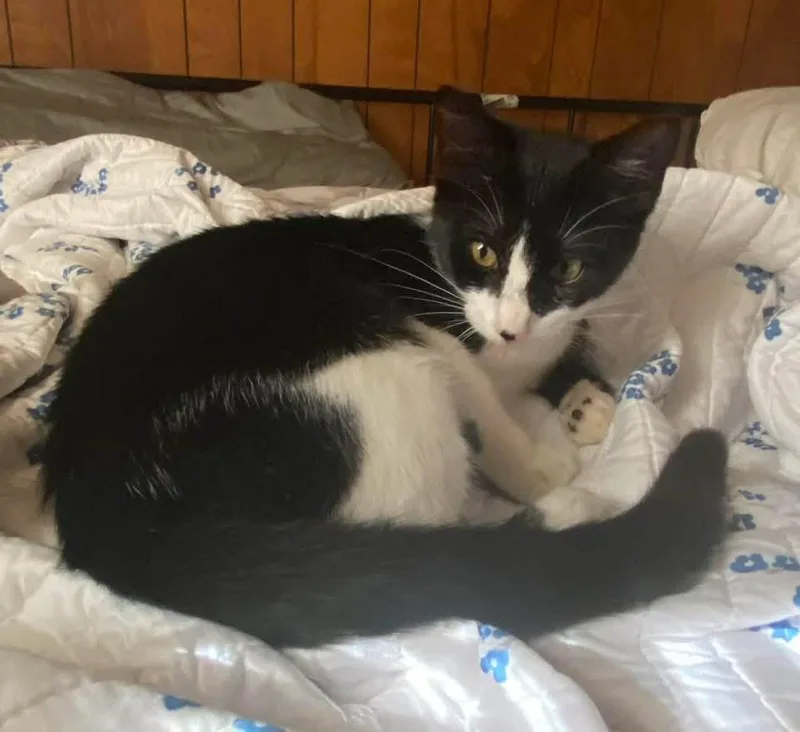 A young medium-sized female Black & White / Tuxedo Domestic Medium Hair cat named Dottie for adoption in Calera, AL