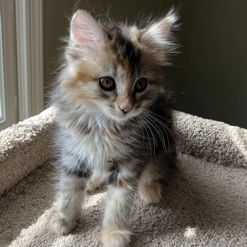 A baby medium-sized female Torbie Domestic Medium Hair cat named Piglet for adoption in Germansville, PA