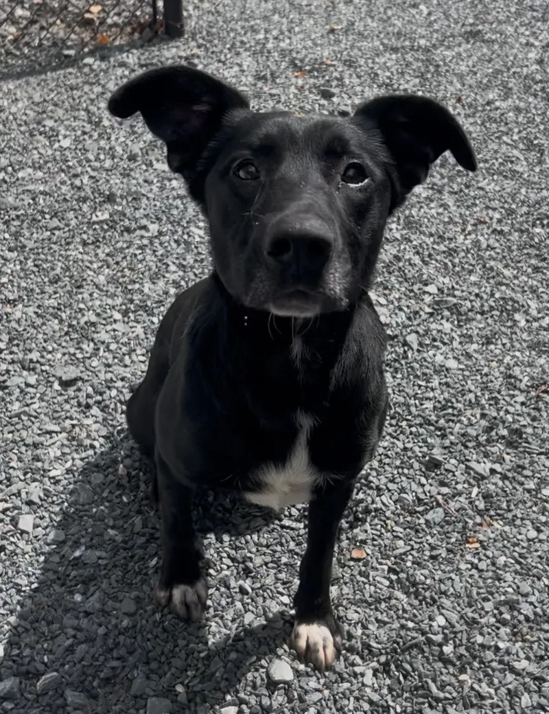 An adult medium-sized male Black Mixed Breed dog named Coal for adoption in Germanton, NC