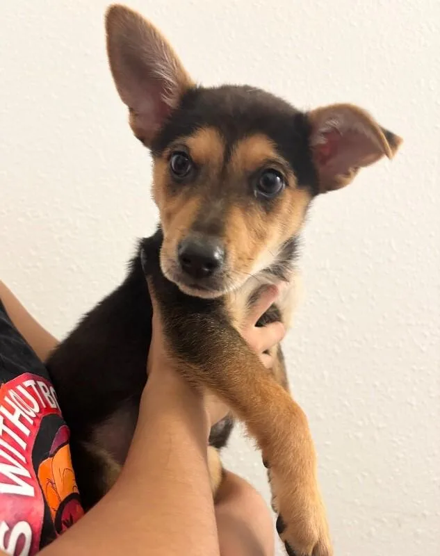 A baby medium-sized male Black German Shepherd Dog dog named Felix for adoption in Van Nuys, CA