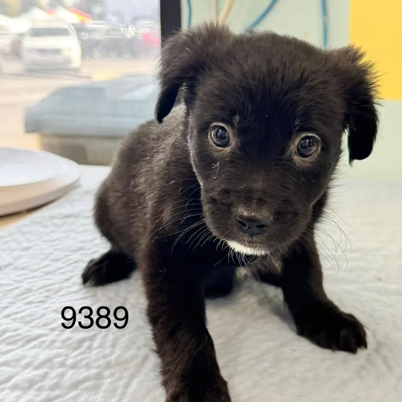 A baby small-sized female Border Collie dog named Rhiannon Matthias for adoption in Chico, CA