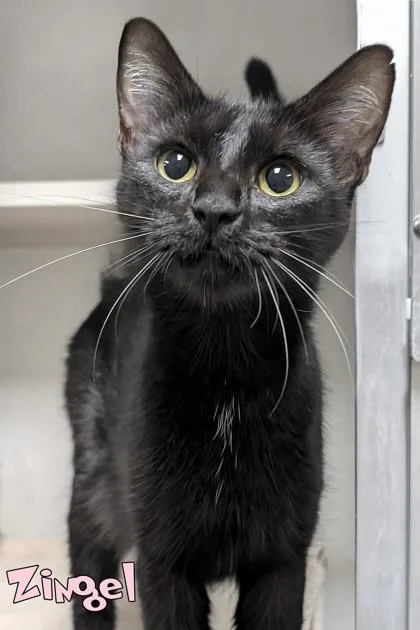 An adult medium-sized female Domestic Short Hair cat named Zingel for adoption in Mason, MI