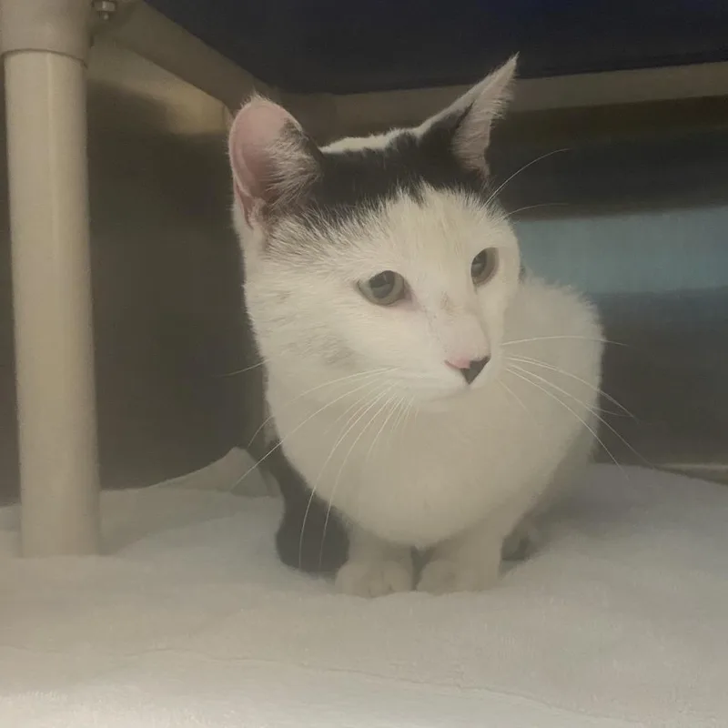 A young medium-sized male Black Domestic Short Hair cat named Sylvester for adoption in Philadelphia, PA