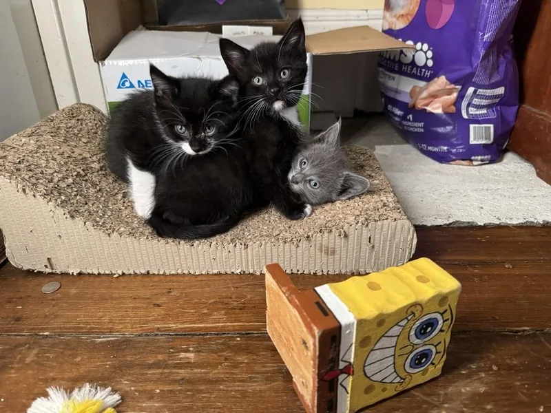 Chickpea thumbnail 2