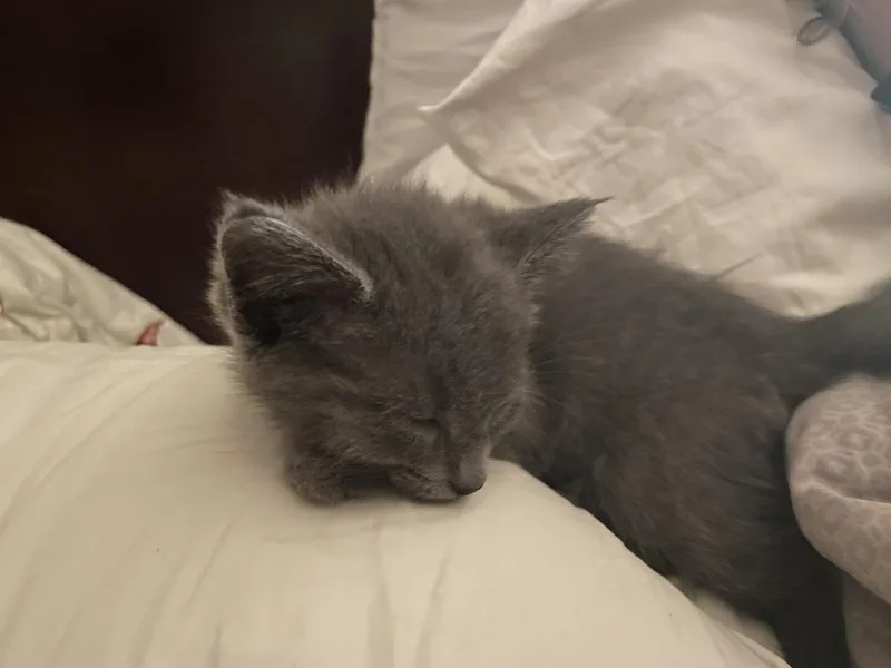 Chickpea thumbnail 3