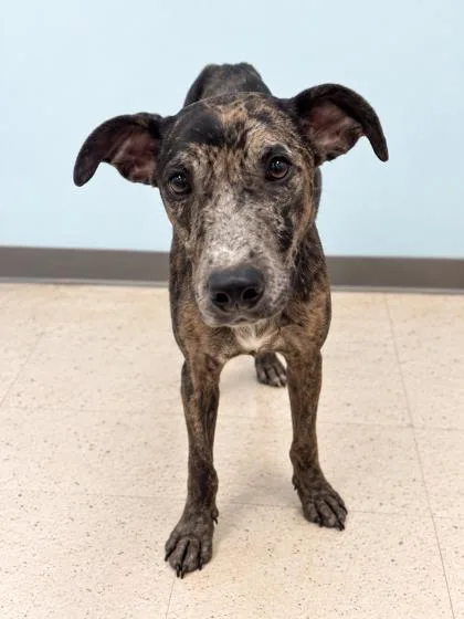 An adult medium-sized female Catahoula Leopard Dog named Mazie Sue for adoption in Gulfport, MS