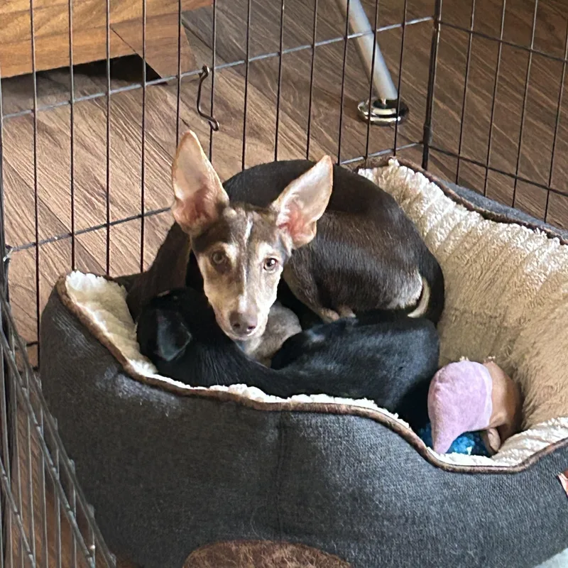 A baby small-sized male Chihuahua dog named Knox for adoption in Crystal Lake, IL