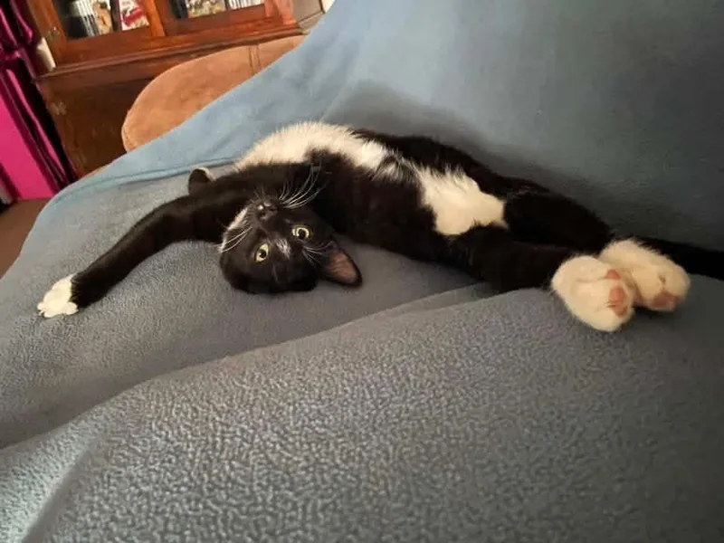 A young small-sized male Black & White / Tuxedo Domestic Short Hair cat named Noser for adoption in Broken Arrow, OK