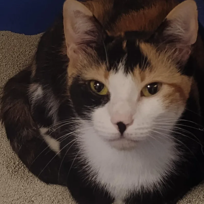 A young medium-sized female Domestic Medium Hair cat named Gypsy for adoption in Fort Smith, AR