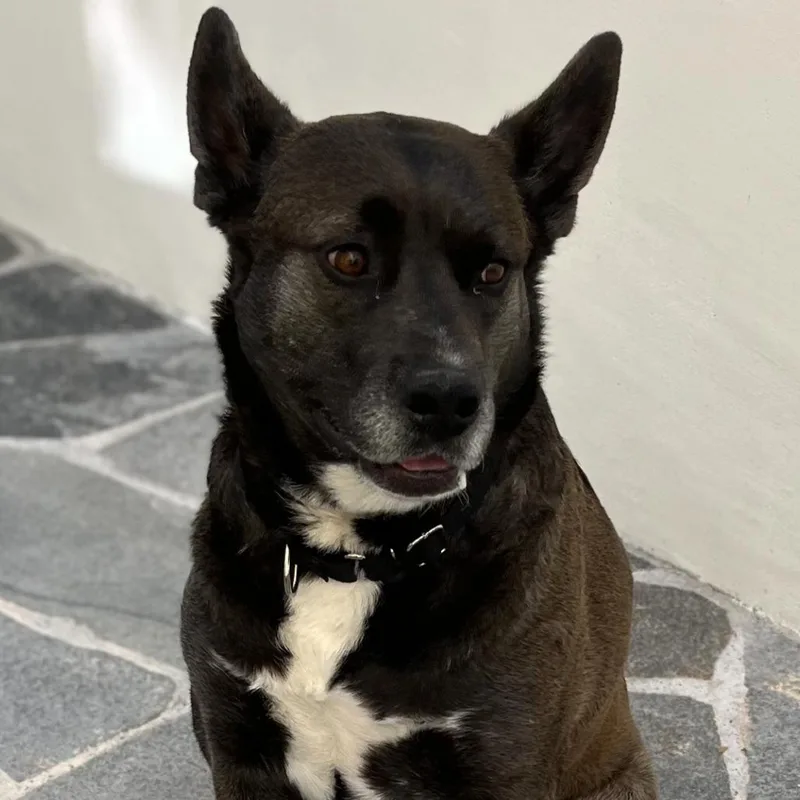 An adult large-sized female Black Cattle Dog dog named Annie for adoption in San Diego, CA