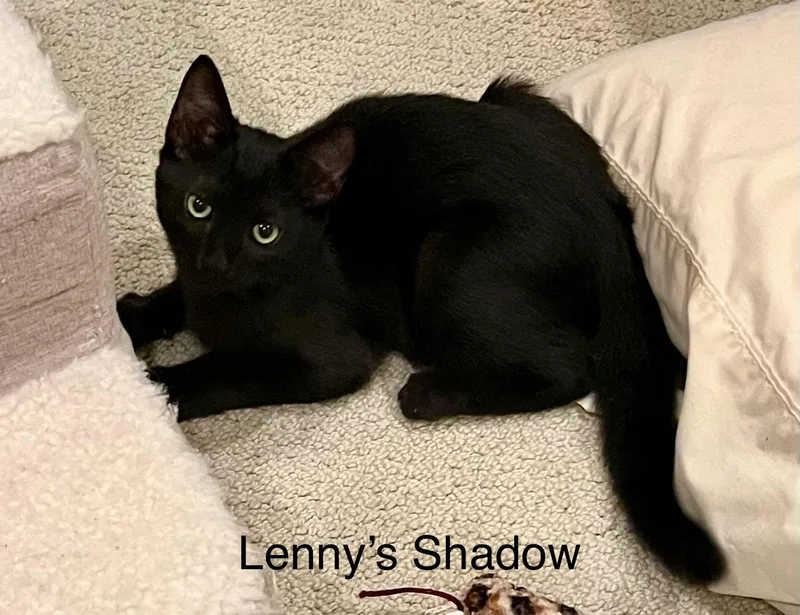 Lenny thumbnail 3