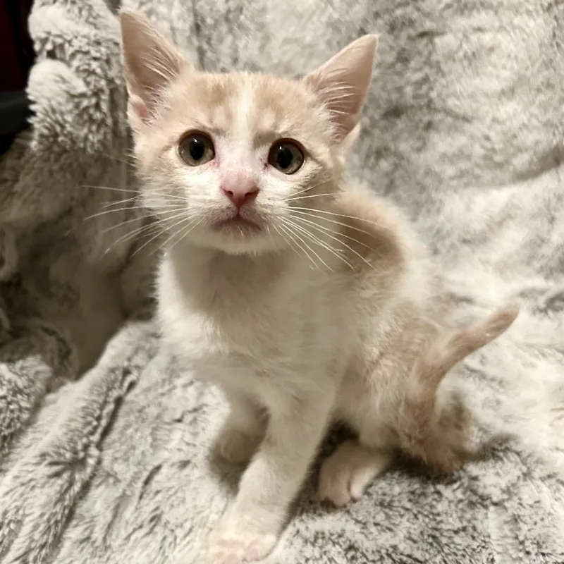 Cheddar