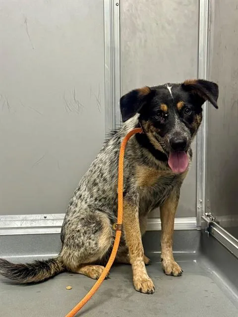 A young large-sized male Australian Cattle Dog / Blue Heeler dog named Buckeye for adoption in Ontario, CA