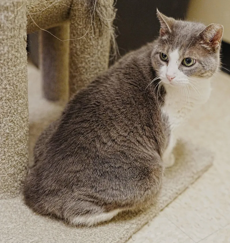 An adult medium-sized male Gray & White Domestic Short Hair cat named Gw for adoption in Herndon, VA