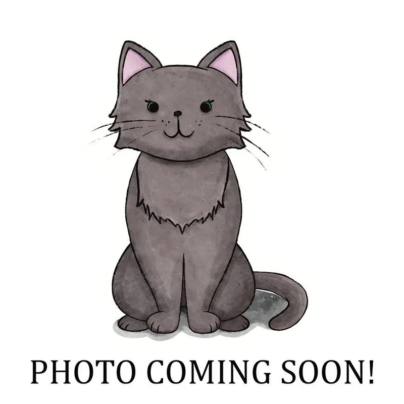 A baby medium-sized female Black & White / Tuxedo Domestic Short Hair cat named Star for adoption in Lake Monroe, FL