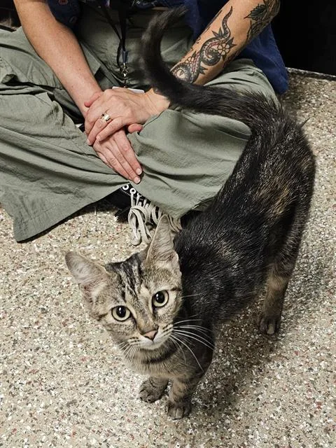 An adult medium-sized female Brown / Chocolate Domestic Short Hair cat named Sarabi for adoption in Clyde, NC