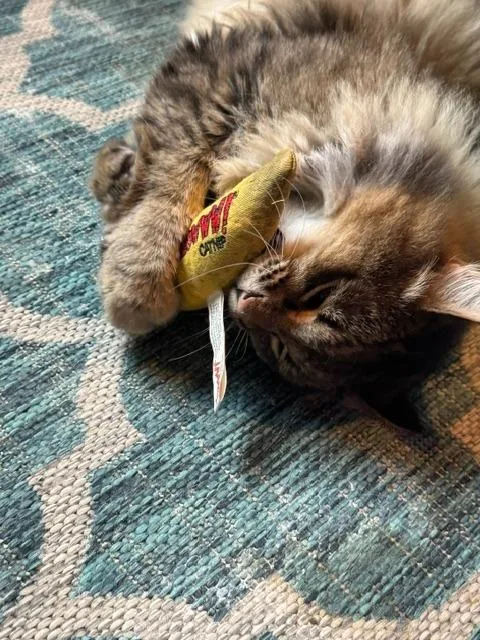 An adult medium-sized male Siberian cat named Tommy T for adoption in Minneapolis, MN