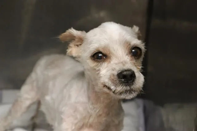 An adult small-sized female Mixed Breed dog named Scrappy for adoption in Columbia, SC
