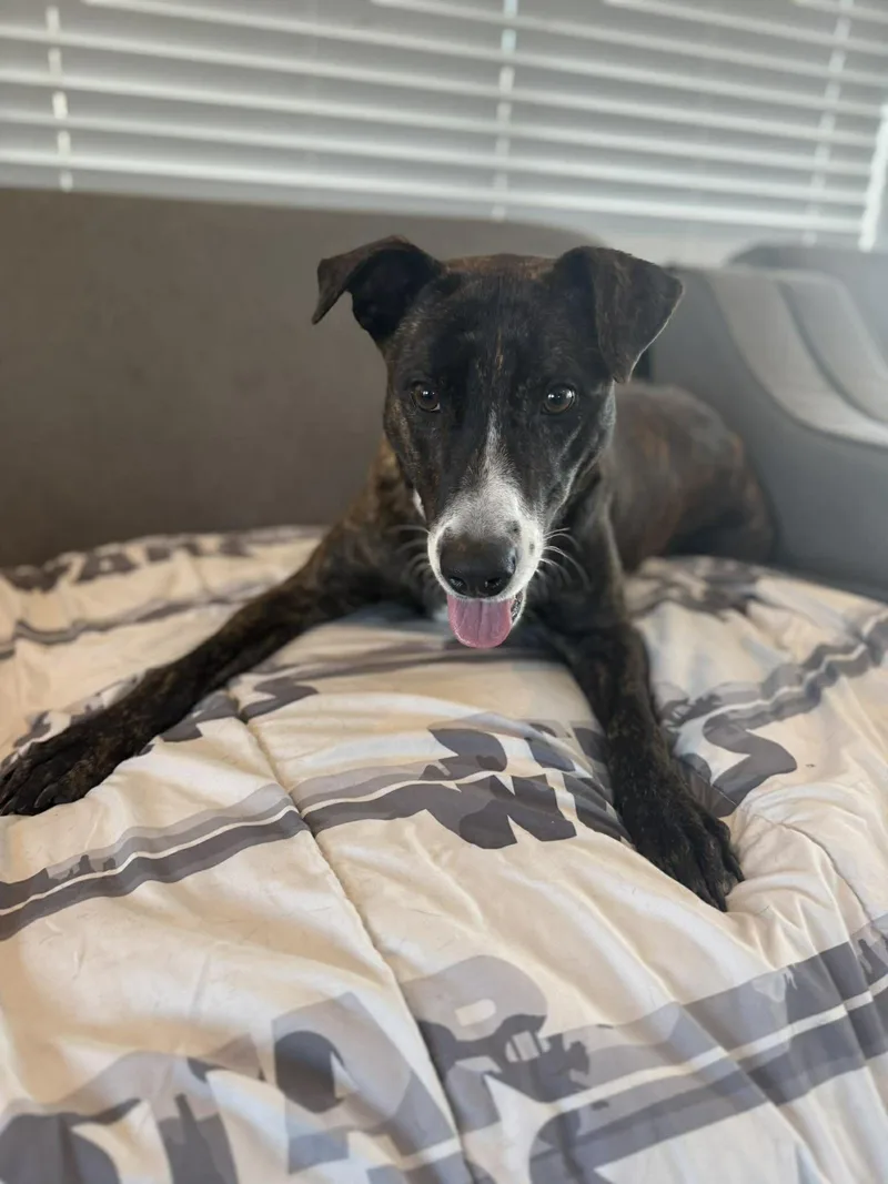 Tiramisu Aka Tera thumbnail 3