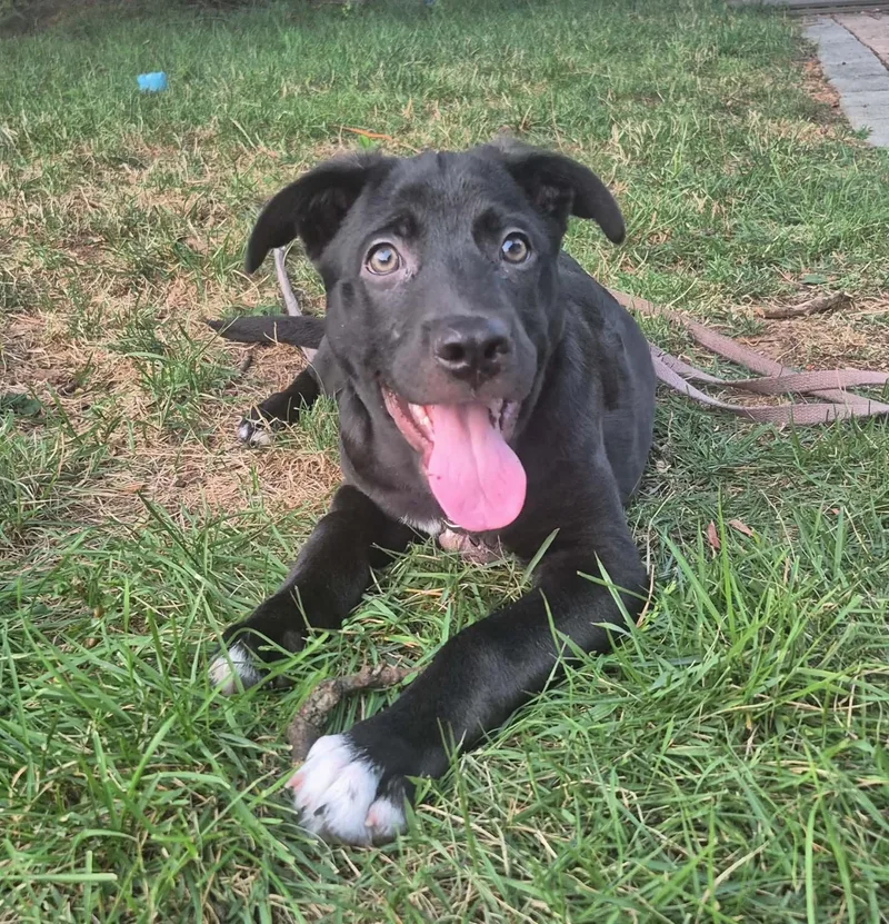 A baby medium-sized male Black Labrador Retriever dog named Ringo for adoption in Mechanicsburg, PA