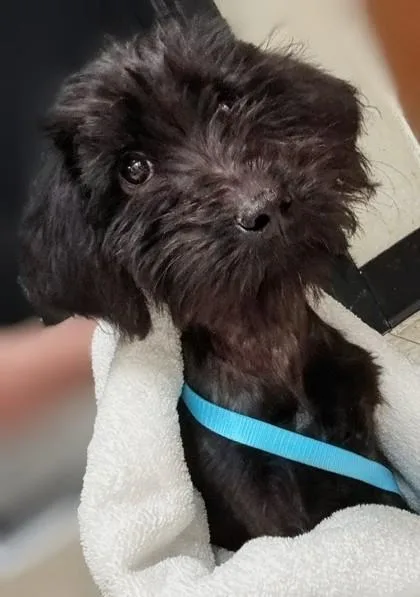 A baby small-sized female Terrier dog named Teya for adoption in Burlington, WA
