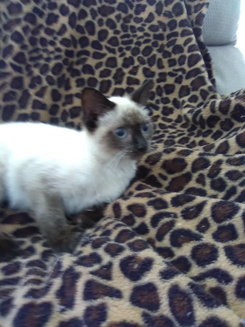 A baby medium-sized female Siamese cat named Chickie for adoption in North East, MD
