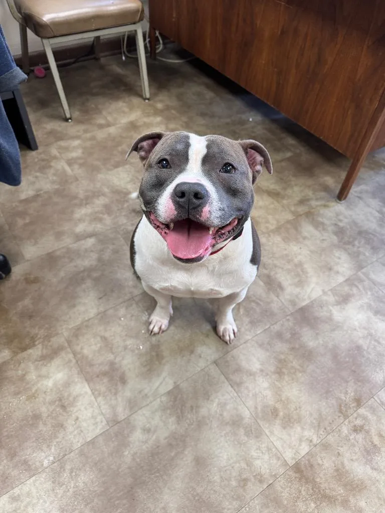 A young large-sized male Mixed Breed dog named Pork Chop for adoption in Springfield, OH