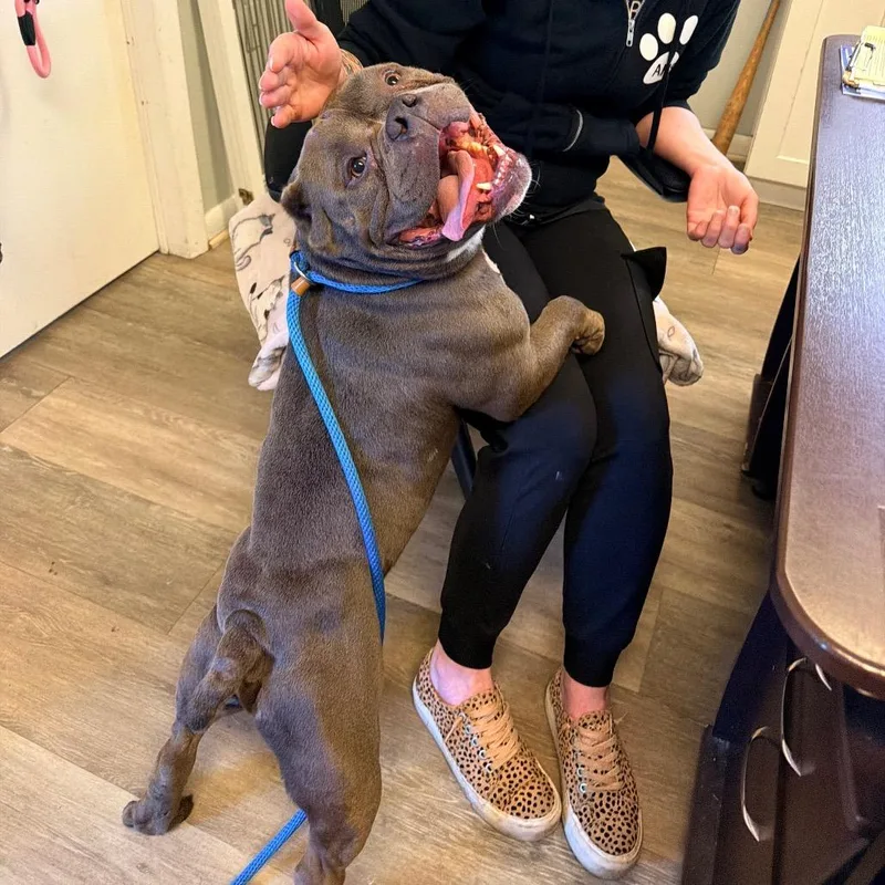 An adult medium-sized male Gray / Blue / Silver Pit Bull Terrier dog named Nacho for adoption in Newark, NJ
