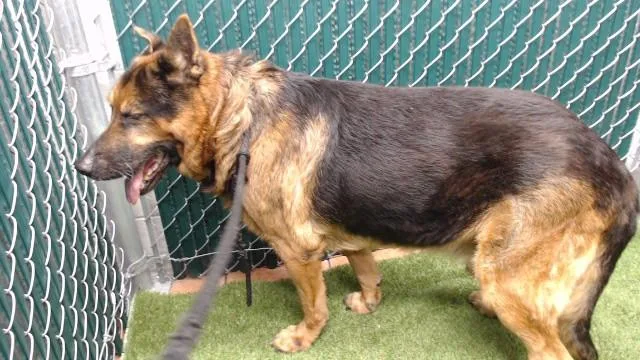 A senior medium-sized male German Shepherd Dog dog named Lobo for adoption in Downey, CA