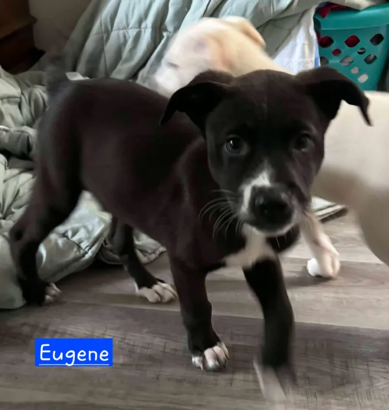 Eugene thumbnail 2