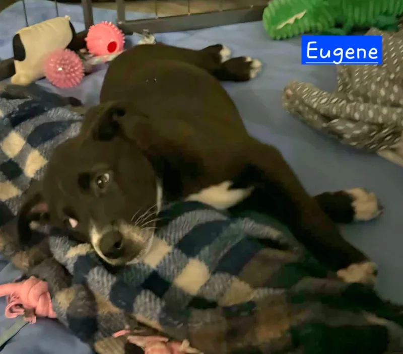 Eugene thumbnail 3