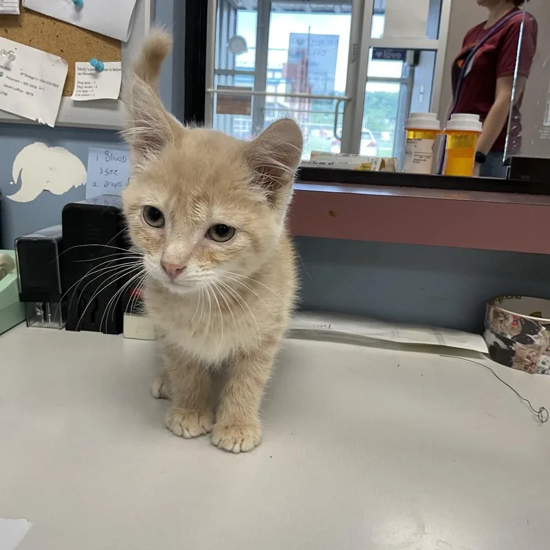 A baby small-sized male Buff / Tan / Fawn Domestic Short Hair cat named Damian for adoption in St Joseph, MO