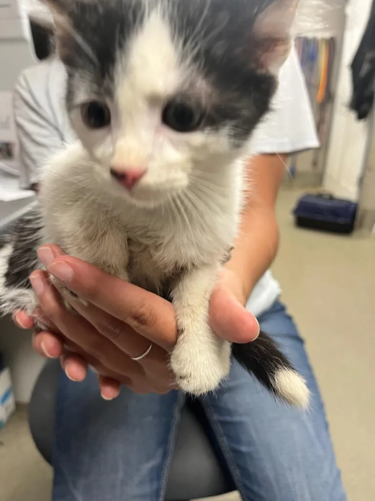 A baby small-sized male Domestic Short Hair cat named Kolton for adoption in Hopkinsville, KY