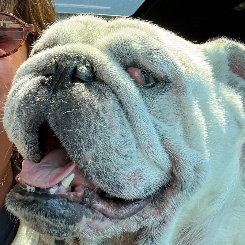 An adult medium-sized male White / Cream American Bulldog dog named Johnny for adoption in Hinsdale, IL