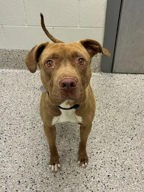 An adult medium-sized male Pit Bull Terrier dog named Canelo for adoption in Brighton, CO