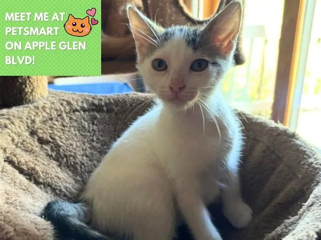 A baby small-sized female Domestic Short Hair cat named Lil Sissy for adoption in Fort Wayne, IN