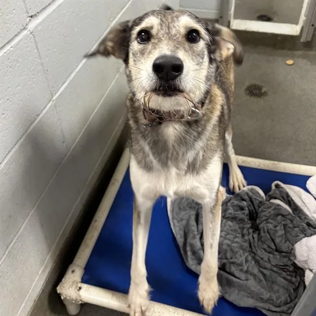 An adult medium-sized female Irish Wolfhound dog named Sandy Cheeks for adoption in Huntsville, AL