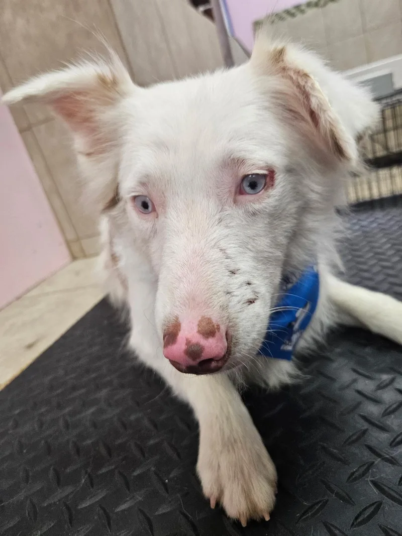 An adult medium-sized male Australian Shepherd dog named Cedar James for adoption in Arlington, TX