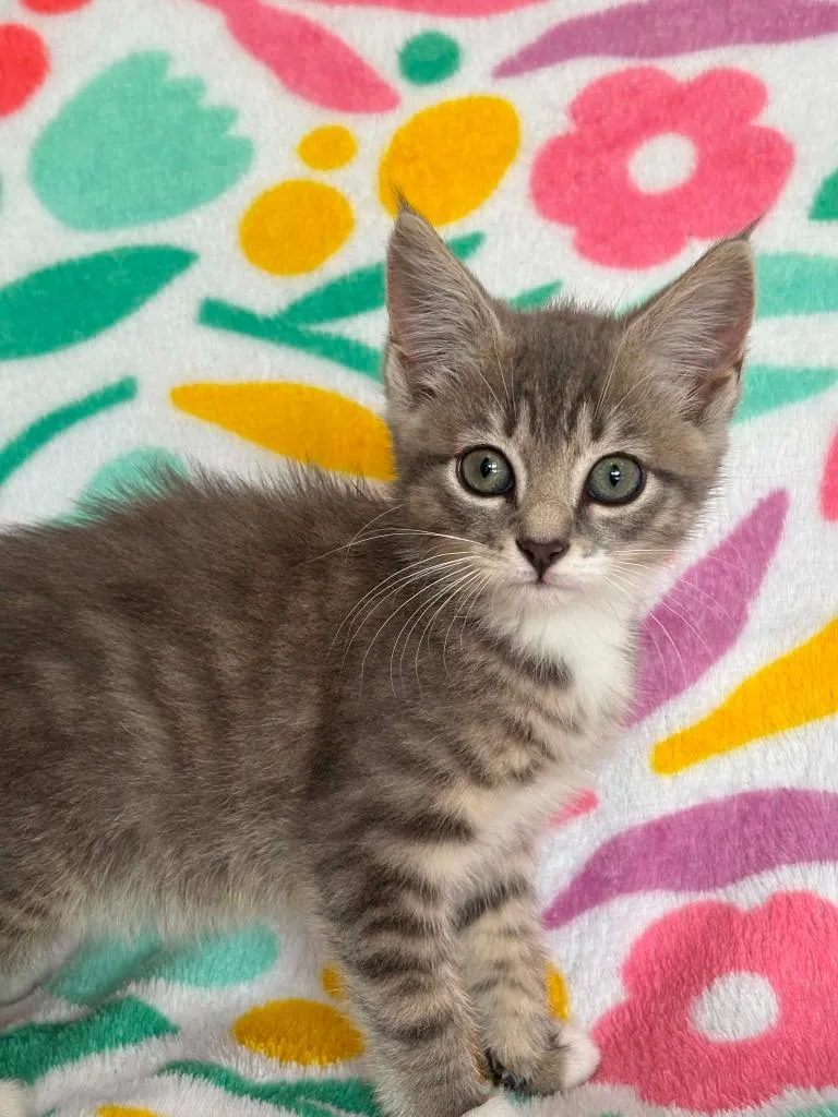 A baby small-sized female Domestic Short Hair cat named Gabriella for adoption in Warrenton, NC