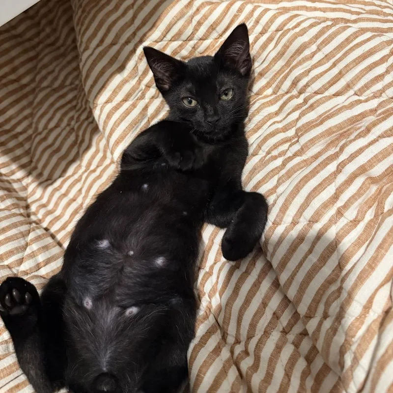 A baby small-sized male Black Domestic Short Hair cat named Banana boat for adoption in Middle Village, NY